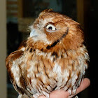 Eastern screech owl (red phase)