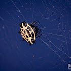 Spiny-backed Orb Weaver