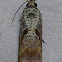 Maple Tip Borer Moth