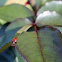 Lady Beetle