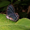 Clear-Wing Butterfly