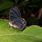 Clear-Wing Butterfly