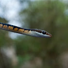 Common Bronzeback Tree snake