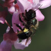 Mason Bee