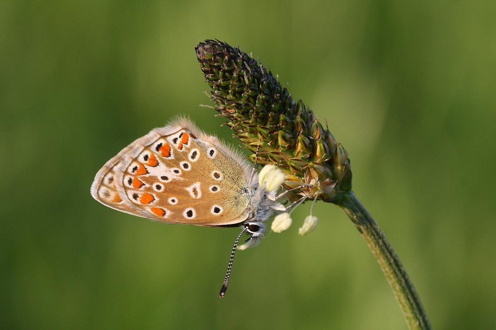 Common Blue