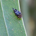small pintail beetle