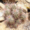 Mojave mound cactus