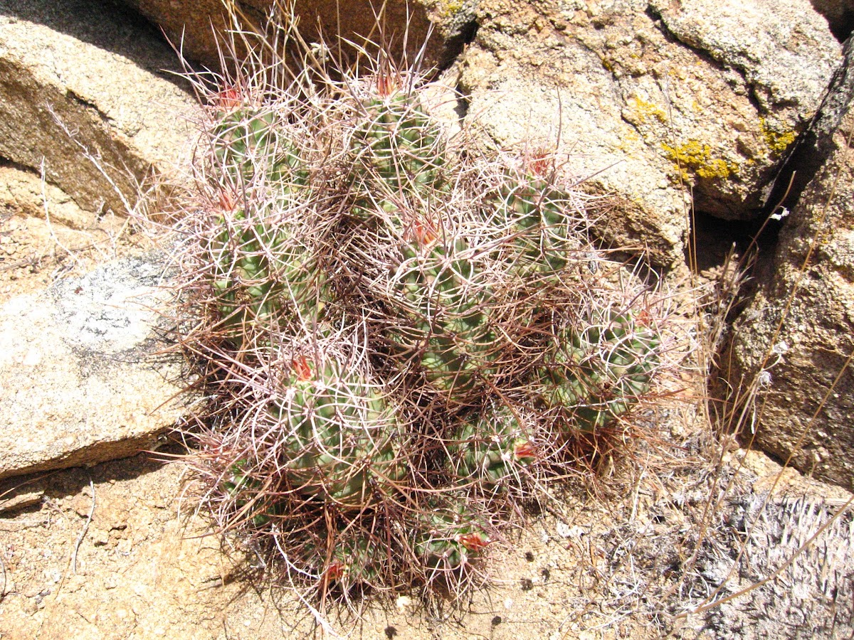 Mojave mound cactus