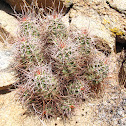 Mojave mound cactus