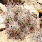 Mojave mound cactus