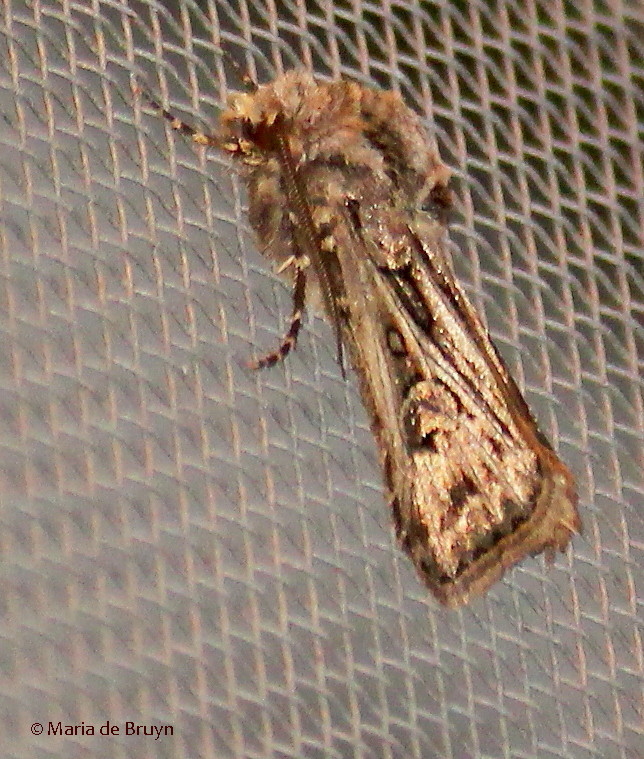 Swordsman dart moth