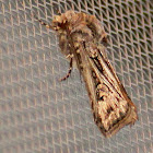 Swordsman dart moth