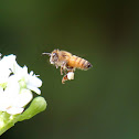 Common Honeybee
