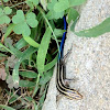 Five-lined Skink (juvenile)