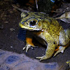 Asian Toad