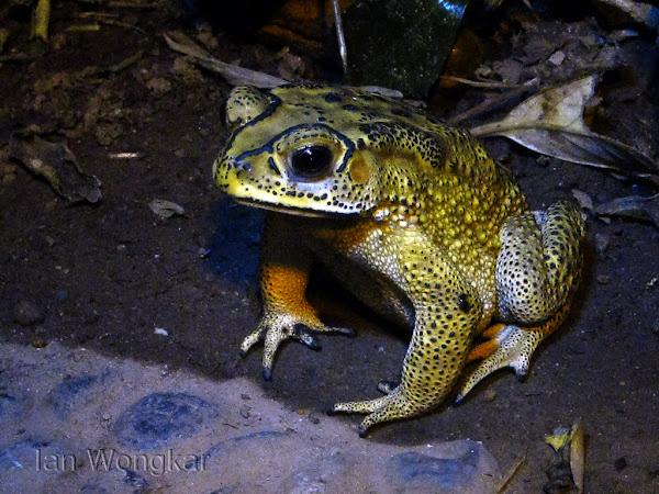 Asian Toad | Project Noah
