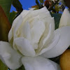 Magnolia grandifloria