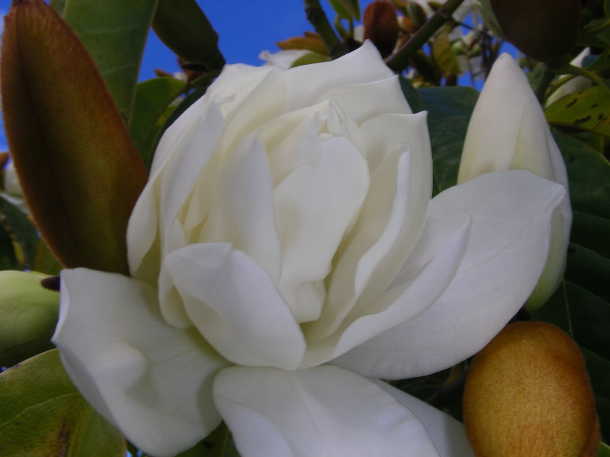 Magnolia grandifloria