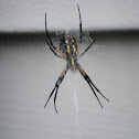 Black And Yellow Garden Spider(Female)