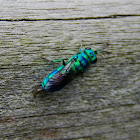 Cuckoo Wasp