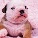Little Dogs Wallpaper