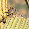 Cactus Wren family