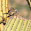 Cactus Wren family