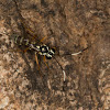 Black and White-striped Ichneumon Wasp