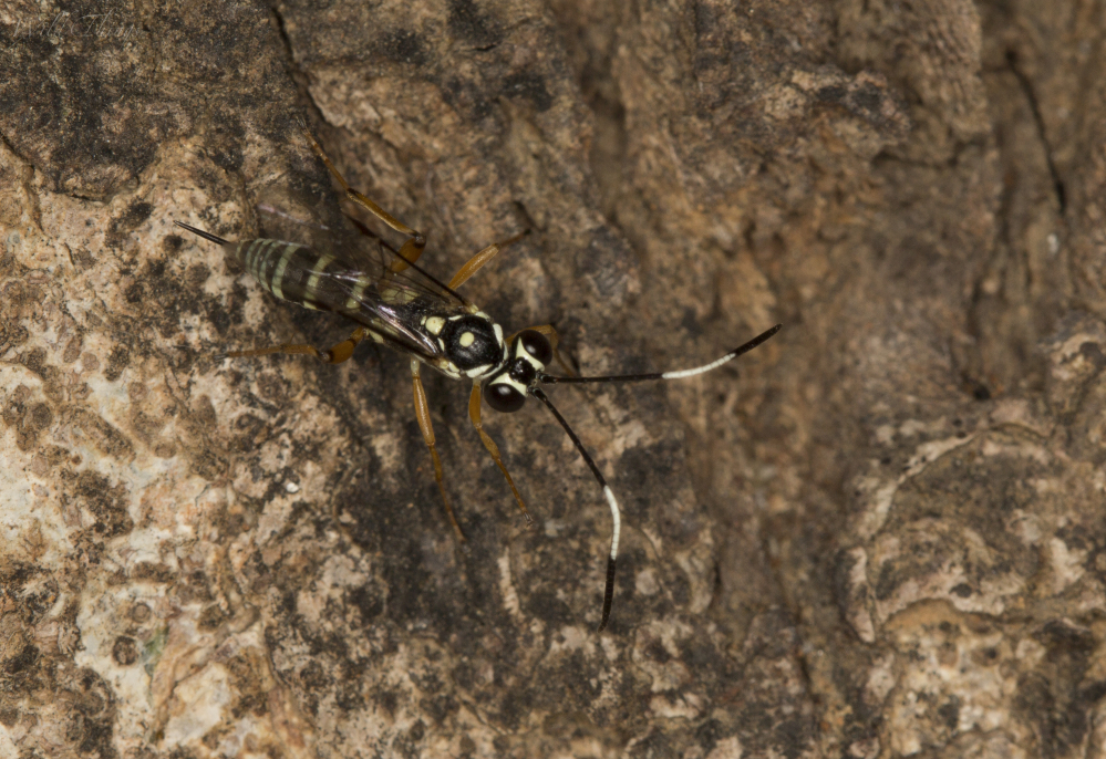Black and Whitestriped Ichneumon Wasp Project Noah