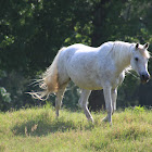 Horse (Arabian Mix)