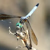 Dragonfly (4)