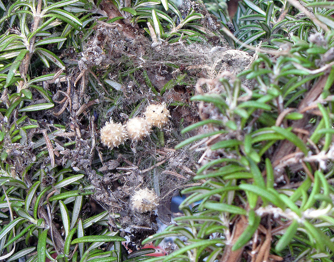 Brown Widow Spider egg sacs