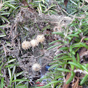 Brown Widow Spider egg sacs