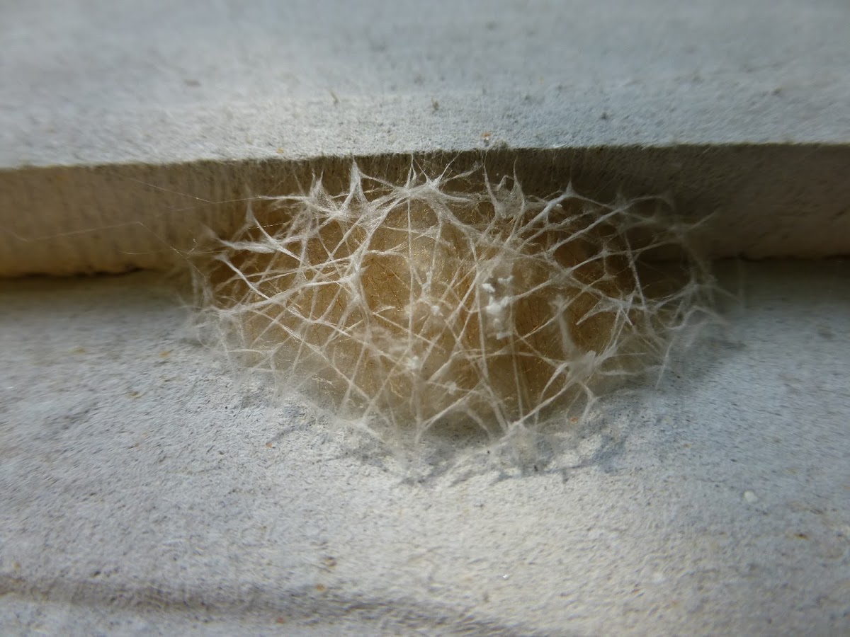 Tree Trunk Spider/ Two Tailed Spider Web