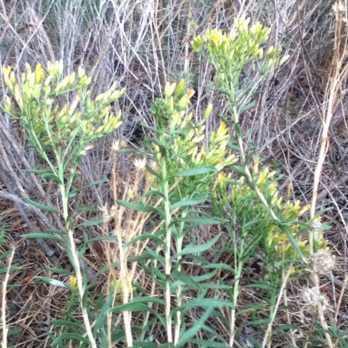 Rabbitbrush