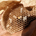 wasp nest abandoned