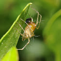 Striped lynx spider (male)