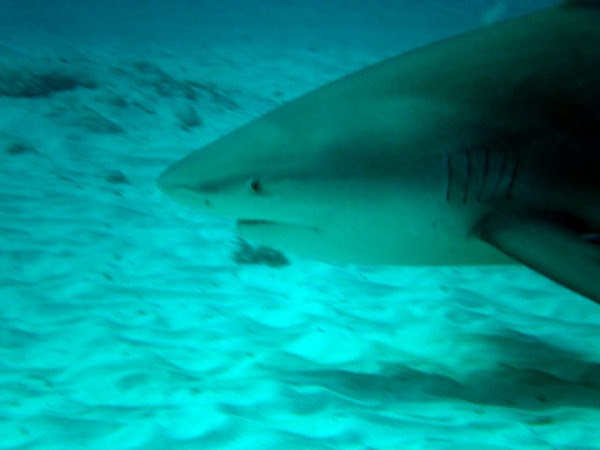 Bull Shark | Project Noah