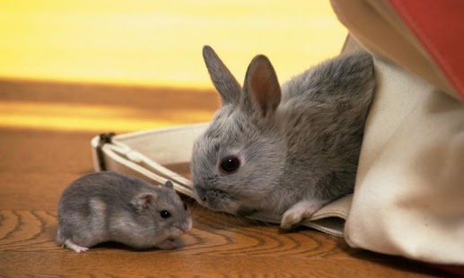 How to install Rabbit HD LWP Full 1.0 apk for bluestacks
