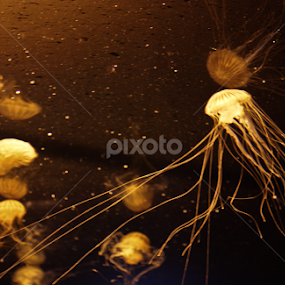 Neon Jelly by John Cooper - Animals Sea Creatures