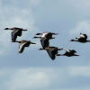 Black-bellied Whistling Duck