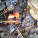 Unknown Mushrooms