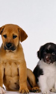 Lovely Dogs Wallpapers Screenshots 9