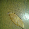 Hook-tip Moth (Drepanidae)