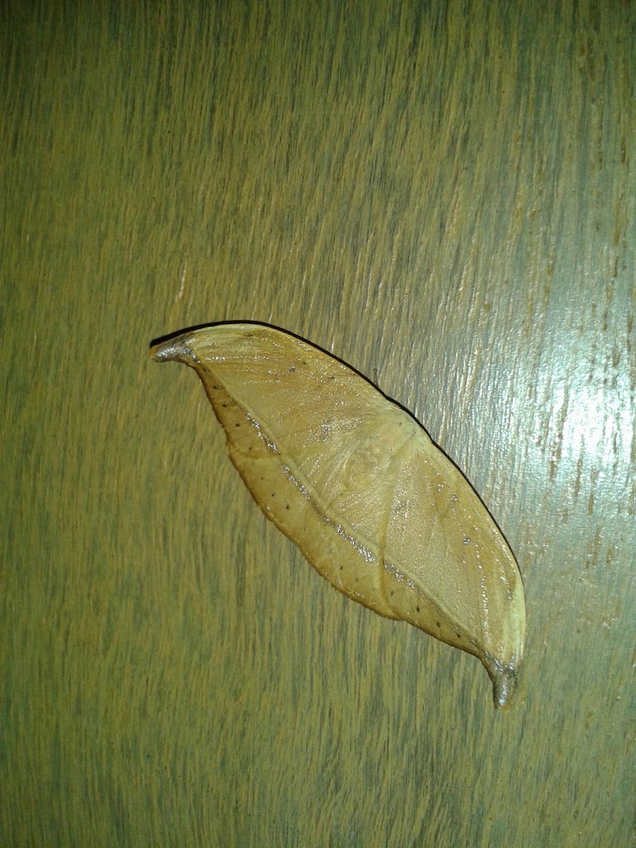 Hook-tip Moth (Drepanidae)