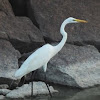 great white egret