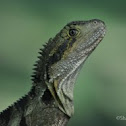 Eastern Water Dragon