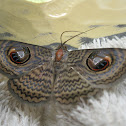 owl moth