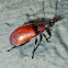 Dead Leaf Skeletonizer Beetle