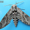 Convolvulus Hawk-moth